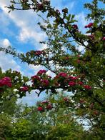 Rode Meidoorn (Crataegus laevigata 'Paul's Scarlet'), Ophalen, Volle zon, Overige soorten