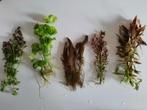 Mooi assortiment aquariumplanten (5), Ophalen of Verzenden, Zo goed als nieuw, Plant(en), Steen of Hout