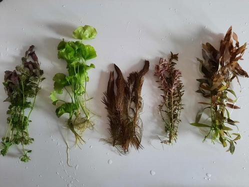 Mooi assortiment aquariumplanten (5), Dieren en Toebehoren, Vissen | Aquaria en Toebehoren, Zo goed als nieuw, Plant(en), Steen of Hout