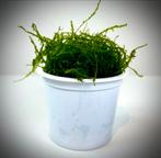 Java Mos (Cup 80 cc), Ophalen, Nieuw, Plant(en), Steen of Hout