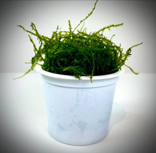 Java Mos (Cup 80 cc), Dieren en Toebehoren, Vissen | Aquaria en Toebehoren, Nieuw, Plant(en), Steen of Hout, Ophalen