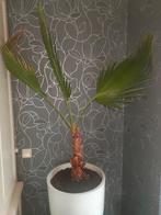 Palm met pot, Ophalen, Halfschaduw, 100 tot 150 cm