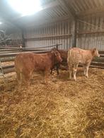 Blonde en limosin pinken, Dieren en Toebehoren, Runderen, Vrouwelijk