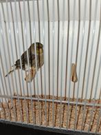 GLOSTER POP 2024 ! GERINGD, Dieren en Toebehoren, Vrouwelijk, Postuurkanarie