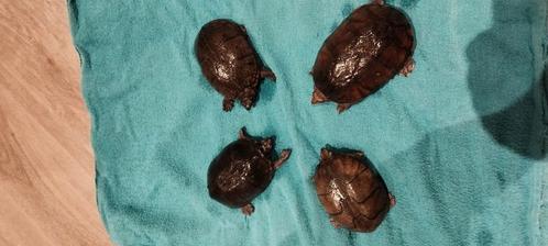 Gratis Vier volwassen muskus schildpadden, Dieren en Toebehoren, Reptielen en Amfibieën, Schildpad, 7 tot 10 jaar, Tam