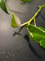 Philondendron White princess, Huis en Inrichting, Kamerplanten, Ophalen of Verzenden, Overige soorten, Minder dan 100 cm