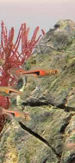 Kegelvlek barbeel espei, Dieren en Toebehoren, Vissen | Aquariumvissen, Vis, Zoetwatervis, Schoolvis