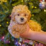 Prachtige maltipoo pups, CDV (hondenziekte), 8 tot 15 weken, Meerdere, Meerdere dieren