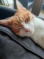 Rode kater, Dieren en Toebehoren