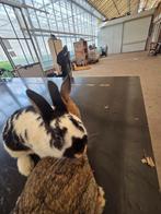 Konijnen, Dieren en Toebehoren, Konijnen