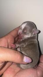 Raszuivere chihuahua pup lilac tan, Reu, CDV (hondenziekte), 8 tot 15 weken, Eén hond