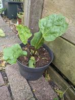 Rabarberplant, Volle zon, Vaste plant, Bloeit niet, Ophalen