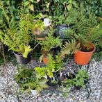 plantenstekjes, Vaste plant, Varens, Ophalen of Verzenden, Halfschaduw