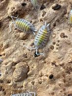 Porcellio bolivari “Yellow Ghost” Pissenbedden, Overige soorten