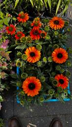 Euchina sunseek mineo, Ophalen, Zomer, Volle zon