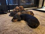 Teckel pups standaard korthaar, Standaard, 8 tot 15 weken, Korthaar, Meerdere
