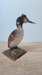 Opgezette Fuut Taxidermie Nieuwstaat Watervogel!, Verzamelen, Ophalen of Verzenden, Zo goed als nieuw, Vogel, Opgezet dier