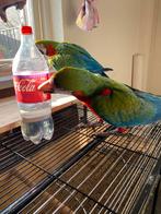 3 jonge harlekijns ara’s, Dieren en Toebehoren, Mannelijk, Papegaai, Tam