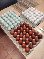 pluimvee, Geslacht onbekend, Kip