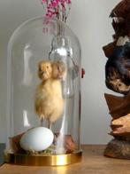 Opgezet, taxidermie, 2 koppig eendje, geplaatst onder stolp., Ophalen of Verzenden, Nieuw, Vogel, Opgezet dier