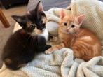Twee kittens te koop, Dieren en Toebehoren, Katten en Kittens | Overige Katten, Poes