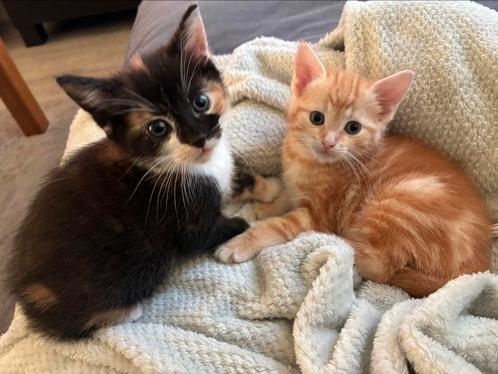 Twee kittens te koop, Dieren en Toebehoren, Katten en Kittens | Overige Katten, Poes