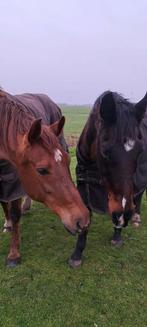 Weiland  gezocht  voor 2 paarden  in Amstelveen