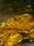 baby molly’s en een paar juniors in totaal 6 of 7, Dieren en Toebehoren, Vissen | Aquariumvissen, Vis, Zoetwatervis