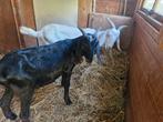 Nubische bokjes, Dieren en Toebehoren, Schapen, Geiten en Varkens, Mannelijk, Geit, 0 tot 2 jaar