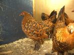 sabelpoot, Dieren en Toebehoren, Meerdere dieren, Kip