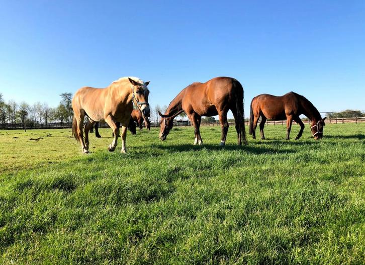 Pensionstal, Dieren en Toebehoren, Stalling en Weidegang, 1 paard of pony