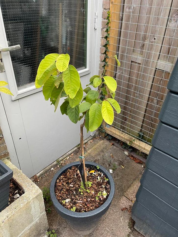 Jonge Chirimoya Boom in Pot - Annona Cherimala, Tuin en Terras, Planten | Fruitbomen, Overige soorten, Minder dan 100 cm, Volle zon