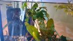 Zelf kweek Anubias, Ophalen, Nieuw, Plant(en), Steen of Hout