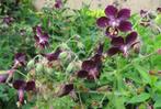 Vaste plant : Geranium Pheaum  2 euro, Ophalen, Bodembedekkers, Vaste plant, Halfschaduw