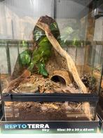 1.1 Brachypelma auratum met of zonder terraria, Spin of Schorpioen
