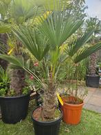 Winterharde palm, Trachycarpus Wagnerianus nu met korting., Volle zon, Ophalen of Verzenden, 100 tot 250 cm, Zomer
