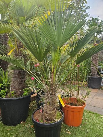 Winterharde palm, Trachycarpus Wagnerianus nu met korting.  beschikbaar voor biedingen