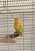 Agapornis roseicolli dwergpapegaaien, Dieren en Toebehoren, Vogels | Parkieten en Papegaaien, Vrouwelijk, Dwergpapegaai of Agapornis