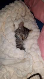 2 poezen 1 kater, Dieren en Toebehoren, Katten en Kittens | Overige Katten, Poes