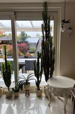 Afrikaanse melk cactus, Huis en Inrichting, Kamerplanten, Ophalen of Verzenden, Cactus, Volle zon, Minder dan 100 cm