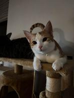 Goed huisje gezocht voor onze Pip & Chase, Dieren en Toebehoren, Katten en Kittens | Overige Katten, Meerdere dieren, Kortharig