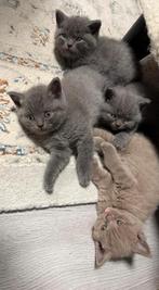 Raszuivere Britse Korthaar kittens, vader ook aanwezig., Dieren en Toebehoren, Katten en Kittens | Raskatten | Korthaar, Meerdere dieren