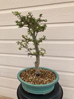 Meidoorn (vuurdoorn) bonsai, Ophalen of Verzenden, Bloeit niet, Overige soorten, Minder dan 100 cm