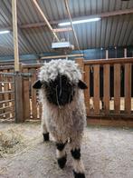 Walliser schwarznase lammetje, Dieren en Toebehoren, Schapen, Geiten en Varkens, Mannelijk, Geit