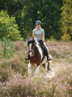 Hele lieve en brave bijna 4 jarige tinker ruin, Dieren en Toebehoren, B, Ruin, Dressuurpony, 3 tot 6 jaar