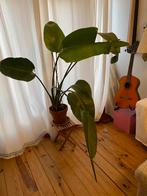 Strelitzia Nicolai (Paradijsvogelplant) te koop, Overige soorten, In pot, 150 tot 200 cm, Groene kamerplant