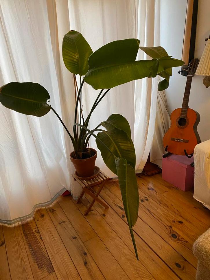 Strelitzia Nicolai (Paradijsvogelplant) te koop, Huis en Inrichting, Kamerplanten, Overige soorten, 150 tot 200 cm, Groene kamerplant