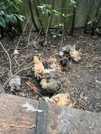 Brahma kippen, Dieren en Toebehoren, Pluimvee, Meerdere dieren, Kip