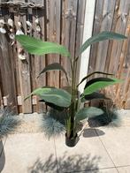 Kunstplant Strelitzia, Ophalen, Zo goed als nieuw, Binnen