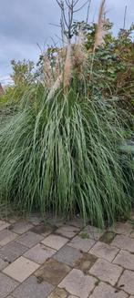 Tuinplant - PAMPASGRAS (met pluim), Volle zon, Vaste plant, Herfst, Ophalen
